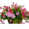 12 Inch Large Home Wedding Party Porch Garden Decoration Chain Hanging Basket Flower Silk Artificial Magnolias (Red and Pink) view 3