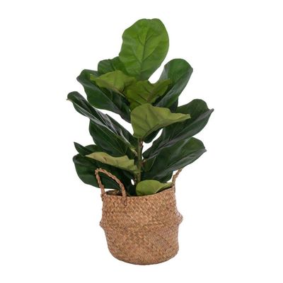 Vickerman 27" Green Fiddle Leaf in Woven Basket The Pot Measures 7" x 7" x 7.5"