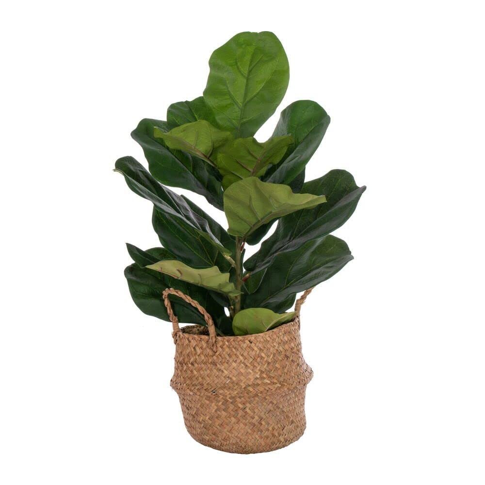 Vickerman 27" Green Fiddle Leaf in Woven Basket The Pot Measures 7" x 7" x 7.5"
