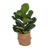 Vickerman 27" Green Fiddle Leaf in Woven Basket The Pot Measures 7" x 7" x 7.5" view 1