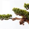 Artificial Bonsai Tree Fake Plant in Pot Artificial Simulation Bonsai Tree Office Simulated Green Plant Potted Plant Pebbles Fake Mountain View Simple and Natural Bonsai Tree in The Living Room for Ho view 4