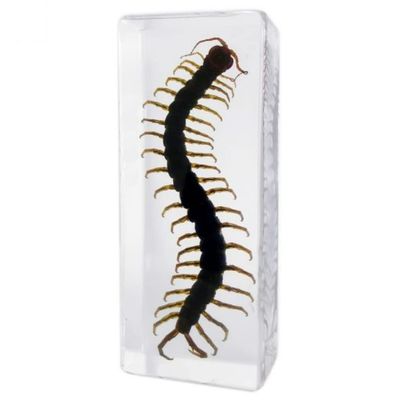 BicBugs Centipede resin display