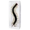 BicBugs Centipede resin display view 1