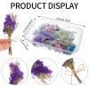 30 Pcs Mini Don't Forget Me Flower Bouquets Purple Natural Dried Flowers Bouquet Dry Flower&Leaves Lavender Dried Embossing Flower Bundles Plant Stem Bunch for DIY Craft,Photo Props,Wedding Decoration view 2