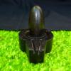 1.75" Black Shiva Lingam with 3.25" Black Yoni Base Original Home,Office Puja Symbol Made from a Sacred Hindu Stone Found The Narmada River Stone Standard Original for Home Puja I-6055 view 2