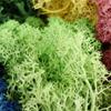 Artificial Fake Moss Flower Decoration Simulation Green Plants Eternal Life Moss Grass for Fairy Garden Terrarium Potted Succulents Craft(Purple) view 4
