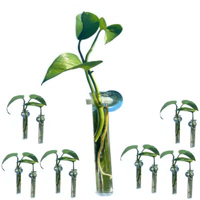 12 Window and mirrot Vases with a Strong Suction Cup, Clear Plastic Tubes with Suction Cups for Hydroponic and Propagation Projects, Window Decor, Mirror/Bathroom Decor, Car Windshield