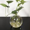 Glass Sphere Vase 10cm Flat-Bottom Orb for Plants, Terrariums & Home Decor view 2