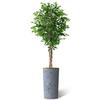 Artificial Tree in Contemporary Geometric Pattern Planter, Fake Ficus Silk Tree for Indoor and Outdoor Home Decoration - 75" Overall Tall (Plant Pot Plus Tree) view 2