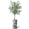 Artificial Tree in Black & White Close Up Planter, Fake Eucalyptus Silk Tree for Indoor and Outdoor Home Decoration - 66" Overall Tall (Plant Pot Plus Tree) view 2