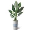 Artificial Tree in Blue Gray Industrial Line Pattern Planter, Fake Bird of Paradise Silk Tree for Indoor and Outdoor Home Decoration - 67" Overall Tall (Plant Pot Plus Tree) view 2
