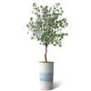Artificial Tree in Blue Gray Industrial Line Pattern Planter, Fake Eucalyptus Silk Tree for Indoor and Outdoor Home Decoration - 66" Overall Tall (Plant Pot Plus Tree) view 2