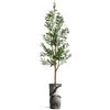 Artificial Tree in Black & White Close Up Planter, Fake Olive Silk Tree for Indoor and Outdoor Home Decoration - 68" Overall Tall (Plant Pot Plus Tree) view 2