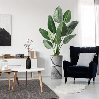 Artificial Tree in Black & White Close Up Planter, Fake Bird of Paradise Silk Tree for Indoor and Outdoor Home Decoration - 67" Overall Tall (Plant Pot Plus Tree)