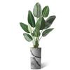 Artificial Tree in Black & White Close Up Planter, Fake Bird of Paradise Silk Tree for Indoor and Outdoor Home Decoration - 67" Overall Tall (Plant Pot Plus Tree) view 2