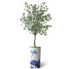 Artificial Tree in Blue Flower and Paint Texture Planter, Fake Eucalyptus Silk Tree for Indoor and Outdoor Home Decoration - 66" Overall Tall (Plant Pot Plus Tree) view 2