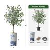 Artificial Tree in Blue Flower and Paint Texture Planter, Fake Eucalyptus Silk Tree for Indoor and Outdoor Home Decoration - 66" Overall Tall (Plant Pot Plus Tree) view 3