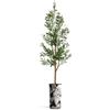 Artificial Tree in Black & White Flower Pattern Planter, Fake Olive Silk Tree for Indoor and Outdoor Home Decoration - 68" Overall Tall (Plant Pot Plus Tree) view 2
