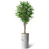 Artificial Tree in Abstract Ink Planter, Fake Ficus Silk Tree for Indoor and Outdoor Home Decoration - 75" Overall Tall (Plant Pot Plus Tree) view 2