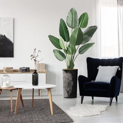 Artificial Tree in Black White Wood Tree Rings Pattern Planter, Fake Bird of Paradise Silk Tree for Indoor and Outdoor Home Decoration - 67" Overall Tall (Plant Pot Plus Tree)