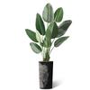 Artificial Tree in Black White Wood Tree Rings Pattern Planter, Fake Bird of Paradise Silk Tree for Indoor and Outdoor Home Decoration - 67" Overall Tall (Plant Pot Plus Tree) view 2