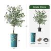 Artificial Tree in Almond Blossom Tree Pattern Planter, Fake Eucalyptus Silk Tree for Indoor and Outdoor Home Decoration - 66" Overall Tall (Plant Pot Plus Tree) view 3