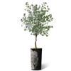 Artificial Tree in Black White Wood Tree Rings Pattern Planter, Fake Eucalyptus Silk Tree for Indoor and Outdoor Home Decoration - 66" Overall Tall (Plant Pot Plus Tree) view 2