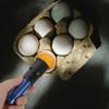 Ipetboom 2pcs Handheld Candler Lamp for Poultry Incubation Bright Led Light Tester for Monitoring Chicken Eggs Development Essential Cold Incubation Equipment view 2