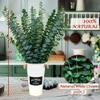 20 PCS Dried Preserved Eucalyptus for Shower, 17" Real Natural Fresh Hanging Eucalyptus Stems,Real Leaves Branches for Vase Filler,Bathroom,Wedding,Dried Flowers Arrangement Decor view 2