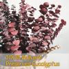 16 Pcs Dried Fall Eucalyptus Stems Red, Christmas Burgundy Dried Flowers for Vase, Home Decor, Real Eucalyptus Orange Brown, Eucalyptus Plant, 17" Fall Floral Stems Decorations Arrangement view 2