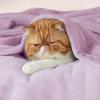 Bedsure GentleSoft Twin XL Fleece Blanket Dorm Bedding - Lightweight Soft Cozy Blankets for Bed, Sofa, Couch, Travel, Camping, Lilac, 66"x90" view 2