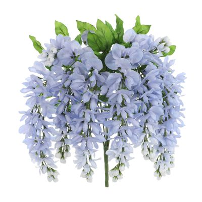 Ashland Blue Wisteria Bush