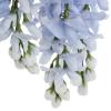 Ashland Blue Wisteria Bush view 3