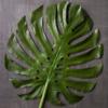 Ashland Tropical Monstera Leaf Stem view 2