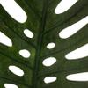 Ashland Tropical Monstera Leaf Stem view 3