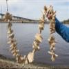 Beautiful Sun and Sea Bleached Driftwood Garland A Must-Have for Sea Lover Decor! Super idea for Window Valances! G-102 (1) view 3