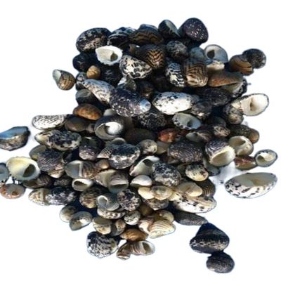 Nerita polita Small Black and White Seashells for Shell Craft Supplies. Great for Void Filling Shell for All Projects (2)