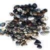 Nerita polita Small Black and White Seashells for Shell Craft Supplies. Great for Void Filling Shell for All Projects (2) view 1