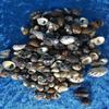 Nerita polita Small Black and White Seashells for Shell Craft Supplies. Great for Void Filling Shell for All Projects (2) view 2