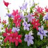 12 Inch Large Home Wedding Party Porch Garden Decoration Chain Hanging Basket Flower Silk Artificial Magnolias (Red and Purple) view 3