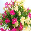 12 Inch Large Home Wedding Party Porch Garden Decoration Chain Hanging Basket Flower Silk Artificial Magnolias (Red and Yellow) view 3