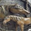 Bronze Horse Heads Bust Statue Stable Equestrian BARN Art Deco Marble Sculpture Decorative Artwork by Think Bronze view 4