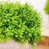 Tableclothsfactory 2 Pack | Potted Artificial Boxwood Topiary, Faux Plants Greenery in Gray Planter Pots - 5" view 2