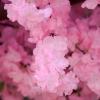 Artificial Cherry Blossom Trees - Large Blossom Tree - Light Pink - Real Wood Stems and Lifelike Leaves Replica Artificial Plant Extended 1.8 * 1.2m view 3