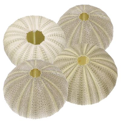 Beavorty 4Pcs sea Urchin Shells for Craft air Plant Tillandsia planters air Fern Display Container Natural sea Shell Purple sea Urchin Shells Nautical Beach Miniature Tree Planter Seaside