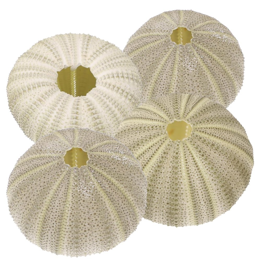 Beavorty 4Pcs sea Urchin Shells for Craft air Plant Tillandsia planters air Fern Display Container Natural sea Shell Purple sea Urchin Shells Nautical Beach Miniature Tree Planter Seaside