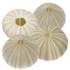 Beavorty 4Pcs sea Urchin Shells for Craft air Plant Tillandsia planters air Fern Display Container Natural sea Shell Purple sea Urchin Shells Nautical Beach Miniature Tree Planter Seaside view 1