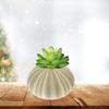 Beavorty 4Pcs sea Urchin Shells for Craft air Plant Tillandsia planters air Fern Display Container Natural sea Shell Purple sea Urchin Shells Nautical Beach Miniature Tree Planter Seaside view 4