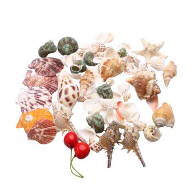 WOONEKY Seashell Craft Set Natural Seashells Ocean Decor Sea Decor for Wall Decorative Ornaments