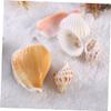 WOONEKY Seashell Craft Set Natural Seashells Ocean Decor Sea Decor for Wall Decorative Ornaments view 4